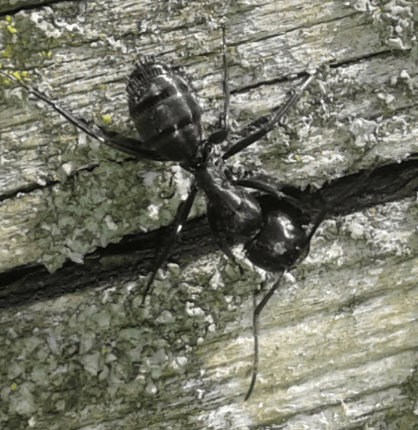Formicidae:  Camponotus vagus, operaia maggiore